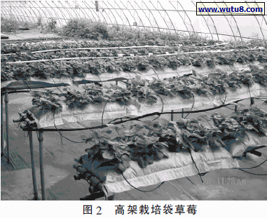高架栽培袋草莓