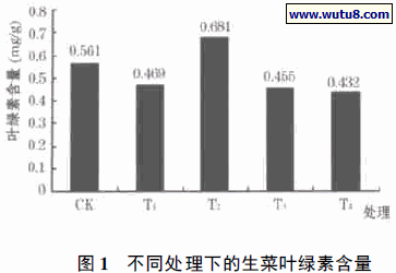 不同处理下的生菜叶绿素含量