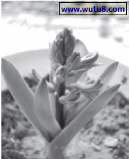 风信子的家庭盆栽