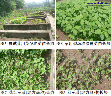 花红苋菜田间试验