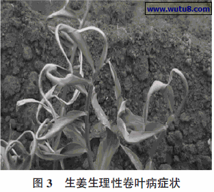 生姜生理性卷叶病症状
