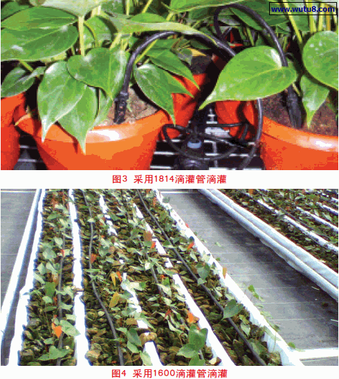 采用1814和1600滴灌管滴灌