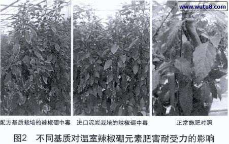 不同基质对温室辣椒硼元素肥害耐受力的影响