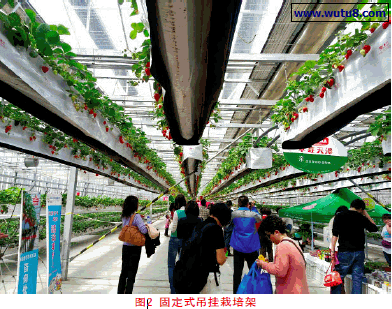 井型立体栽培架图