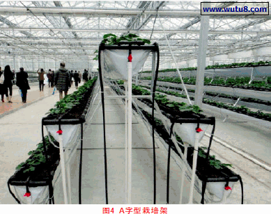 A字型栽培架