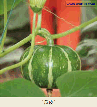 瓜皮