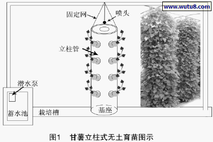 甘薯立柱式无土育苗图示