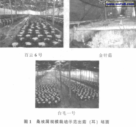 桑枝屑规模栽培示范出菇（耳） 场面