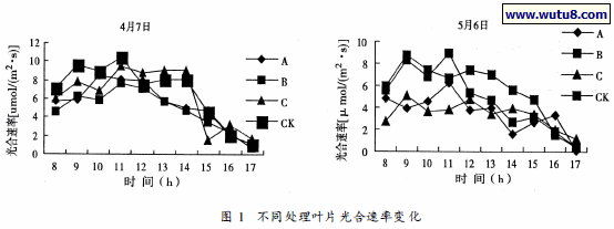 不同处理叶片光合速率变化