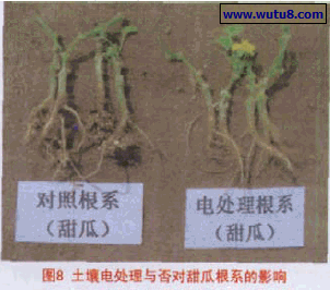 土壤电处理与否对甜瓜根系的影响