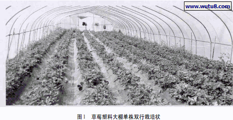 草莓塑料大棚单株双行栽培状