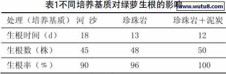 不同培养基质对绿萝生根的影响