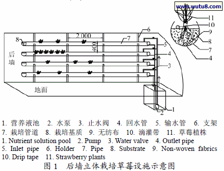 后墙立体栽培草莓设施示意图