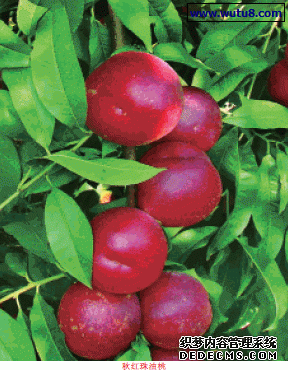 秋红珠油桃