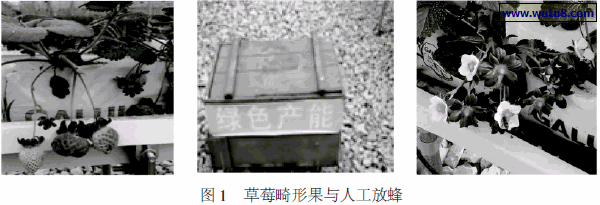 草莓畸形果与人工放蜂