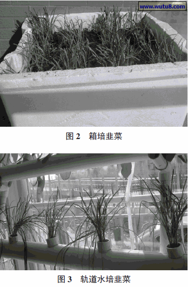 箱培韭菜,轨道水培韭菜