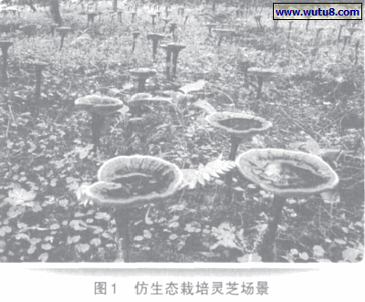 仿生态栽培灵芝场景