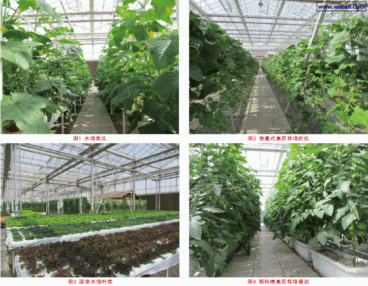 水培黄瓜图,垂蔓式基质栽培甜瓜,温室水培叶菜,塑料槽基质栽培番茄