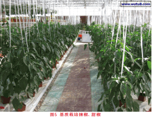 基质栽培辣椒、甜椒