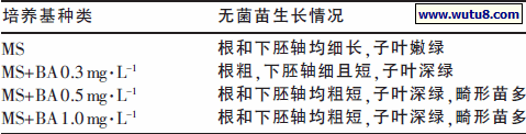 不同培养基无菌苗生长情况比较
