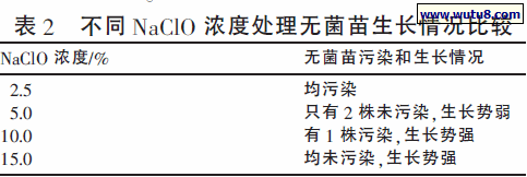 不同NaClO 浓度处理无菌苗生长情况比较