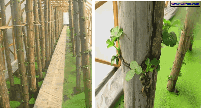 竹林式的蔬菜有机水培技术