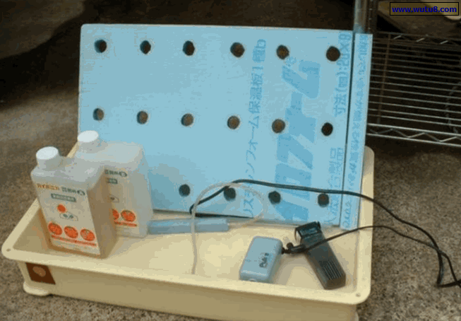 家庭水培瓜果蔬菜