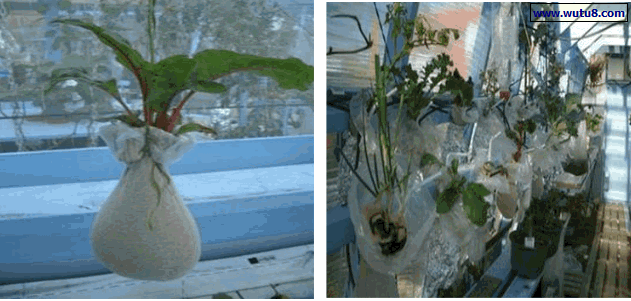 阳台袜子栽培植物