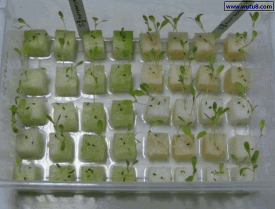 阳台中的海绵播种育苗