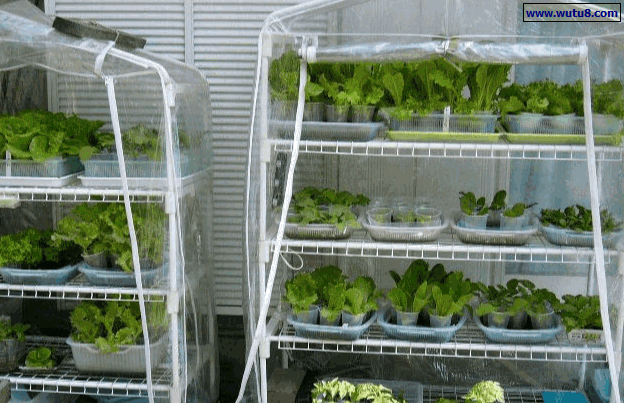 衣厨式的阳台栽培架