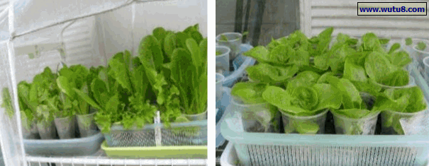 衣厨式的阳台栽培架