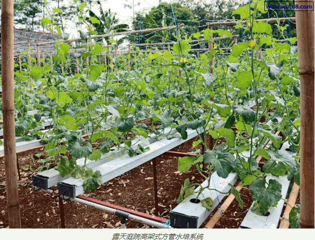 露天庭院高架式方管水培系统