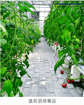 基质袋培番茄