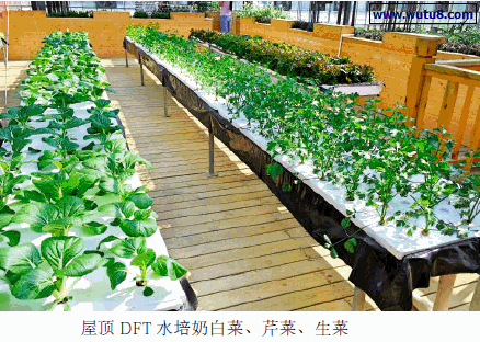 屋顶DFT 水培奶白菜、芹菜、生菜