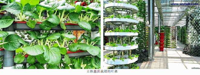 立体基质栽培的叶菜