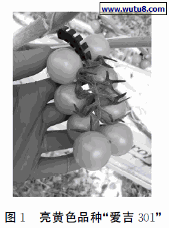 亮黄色品种“爱吉３０１”