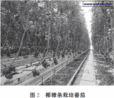 椰糠条栽培番茄