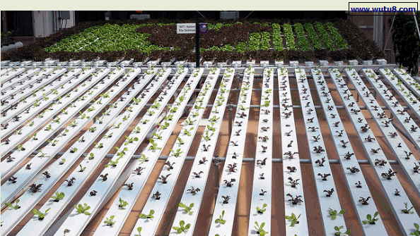 NFT 营养膜技术商业应用