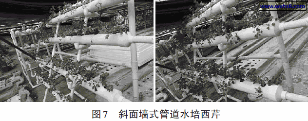 斜面墙式管道水培西芹