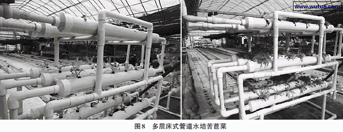 多层床式管道水培苦苣菜