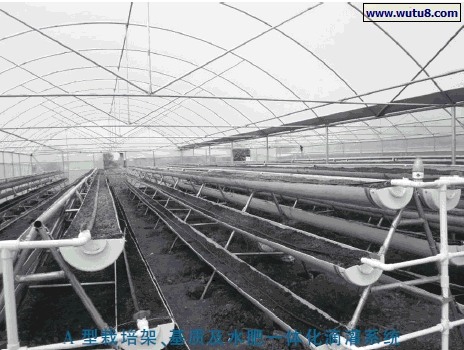 A 型栽培架、基质及水肥一体化滴灌系统