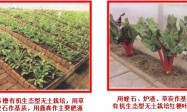有机生态型无土栽培