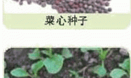 家庭种菜精选-菜心