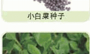 家庭种菜精选-小白菜