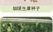 家庭种菜精选-结球生菜