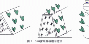 气雾栽培的应用与研究综述