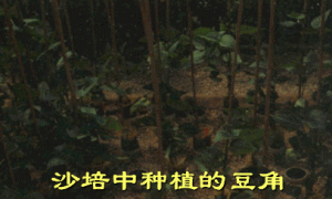 沙培生产设施及管理