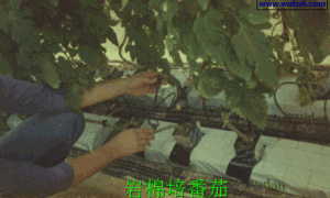 岩棉培生产设施及管理