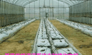 简易基质袋培生产设施及管理