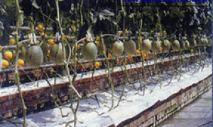 简易槽式基质培生产设施与管理